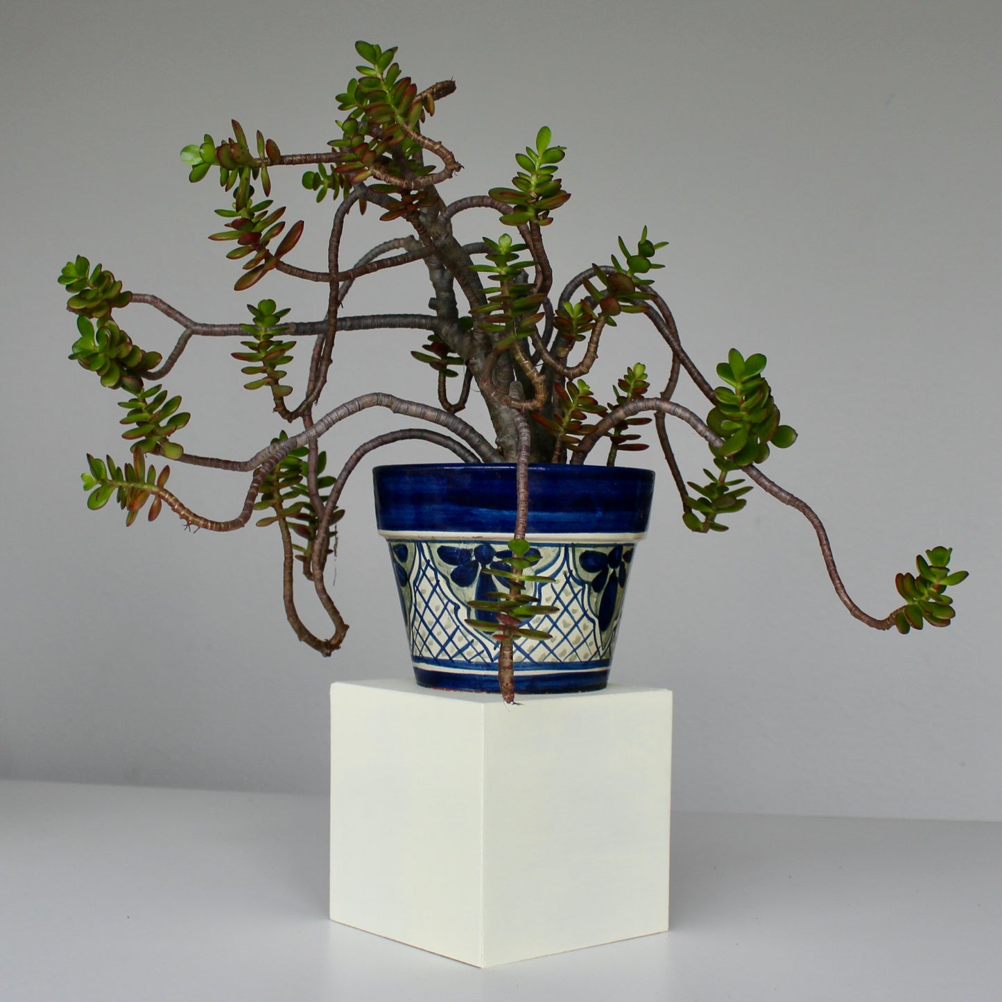 Picaso Plant Stand (6 inch)