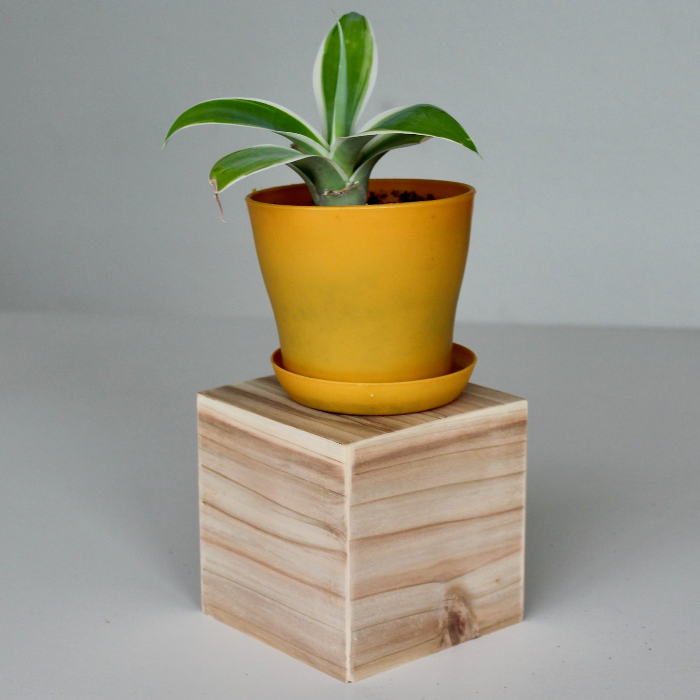 Picaso Plant Stand (4 inch)