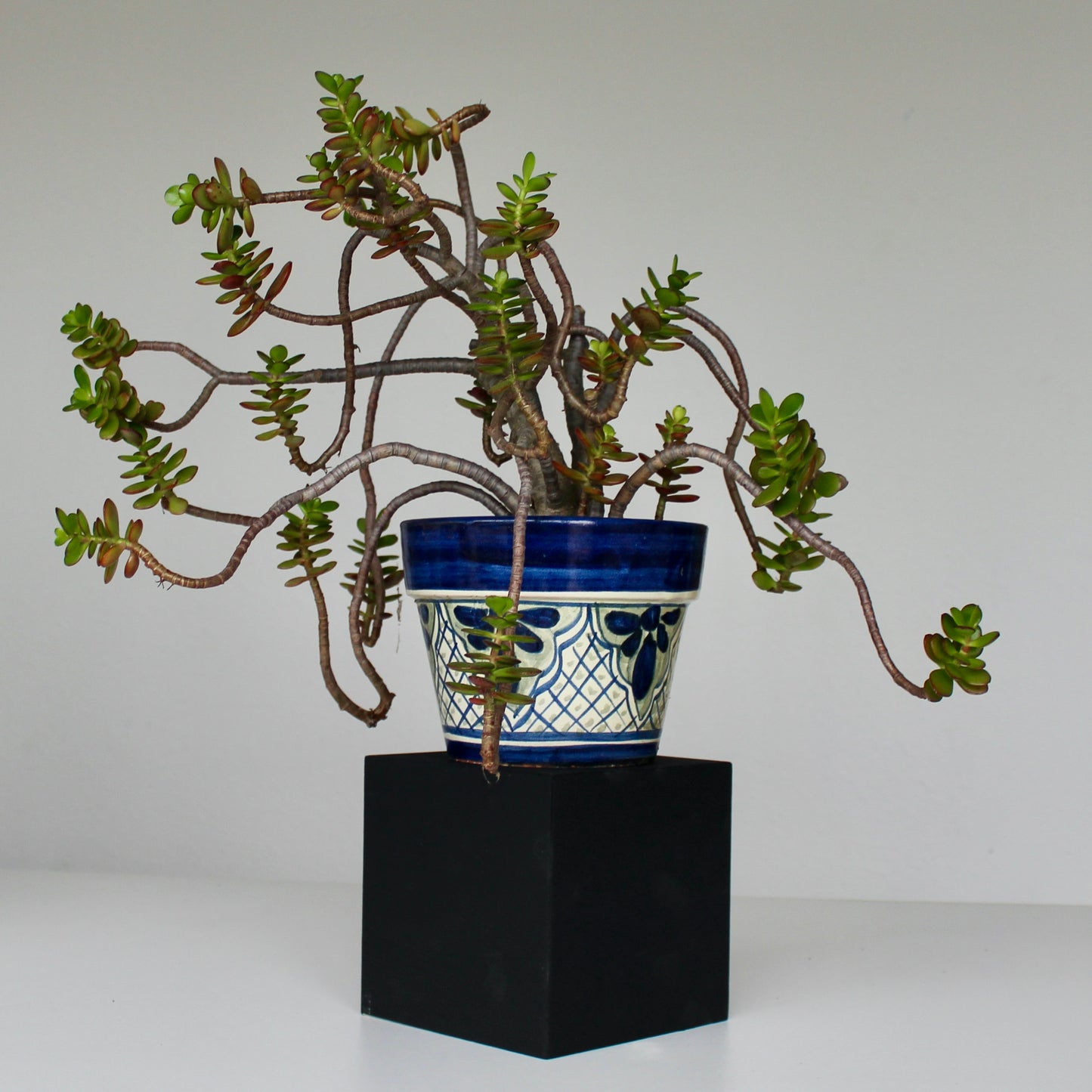 Picaso Plant Stand (6 inch)
