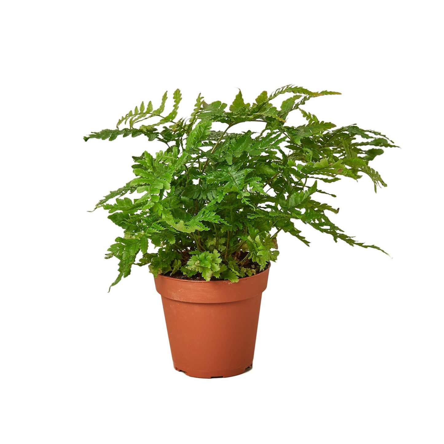 Dryopteris erythrosora | Autumn Fern