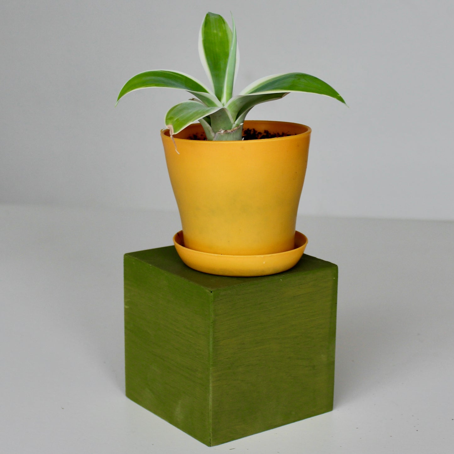Picaso Plant Stand (4 inch)