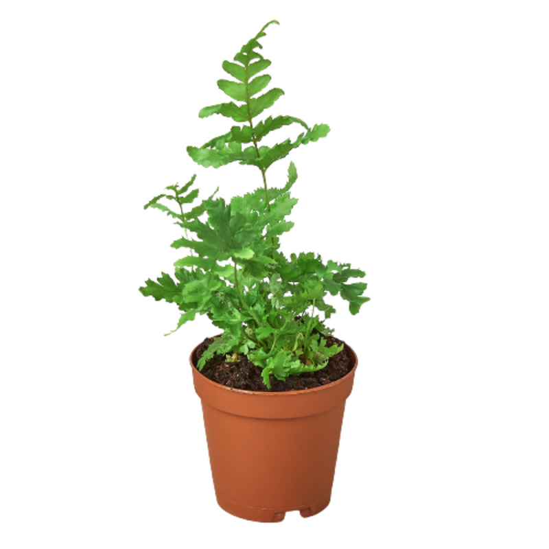 Dryopteris erythrosora | Autumn Fern