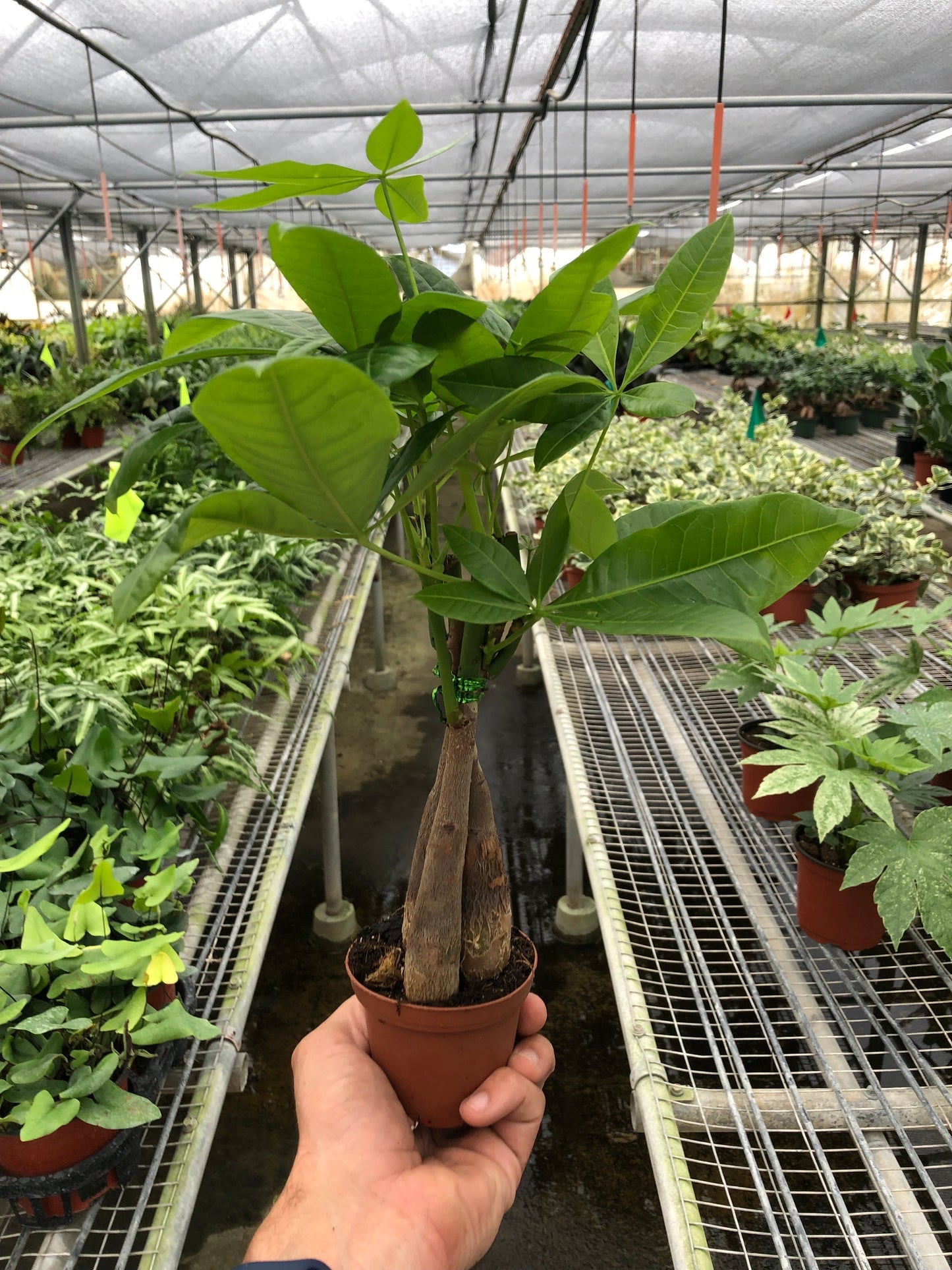 Pachira aquatica | Money Tree 'Guiana Chestnut'