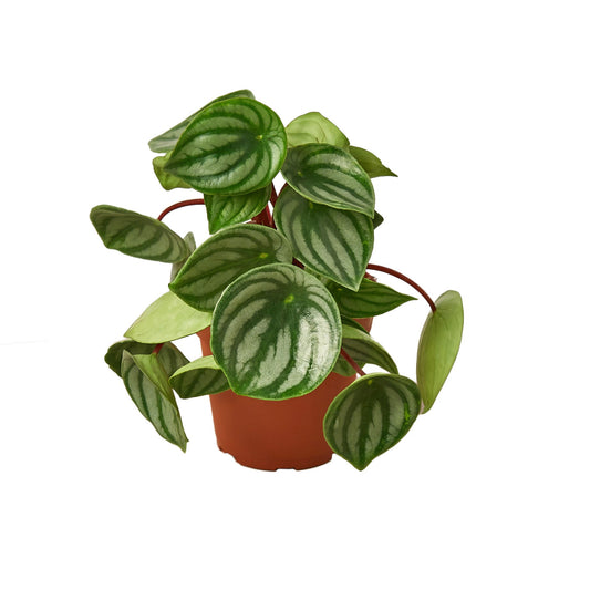 Peperomia argyreia | Watermelon Peperomia