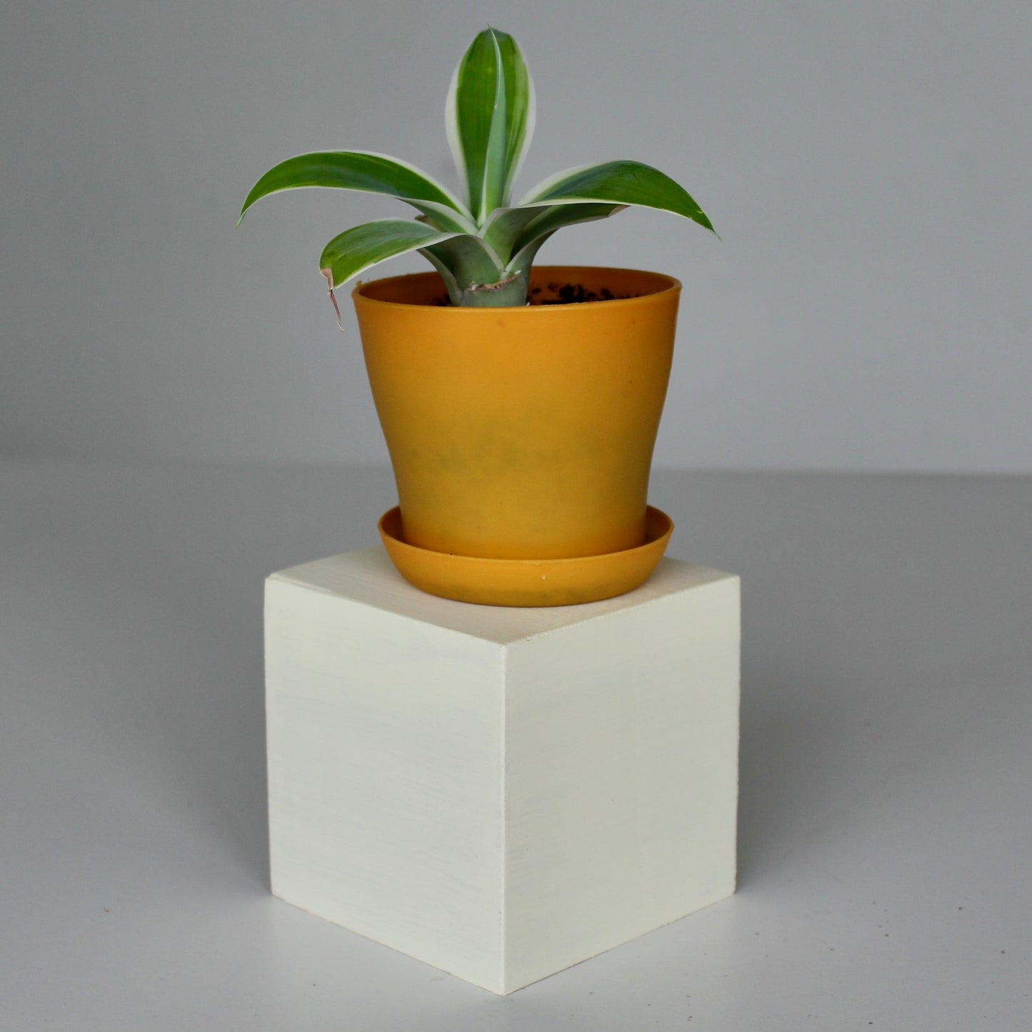 Picaso Plant Stand (4 inch)