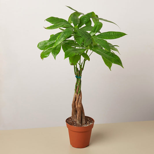 Pachira aquatica | Money Tree 'Guiana Chestnut'