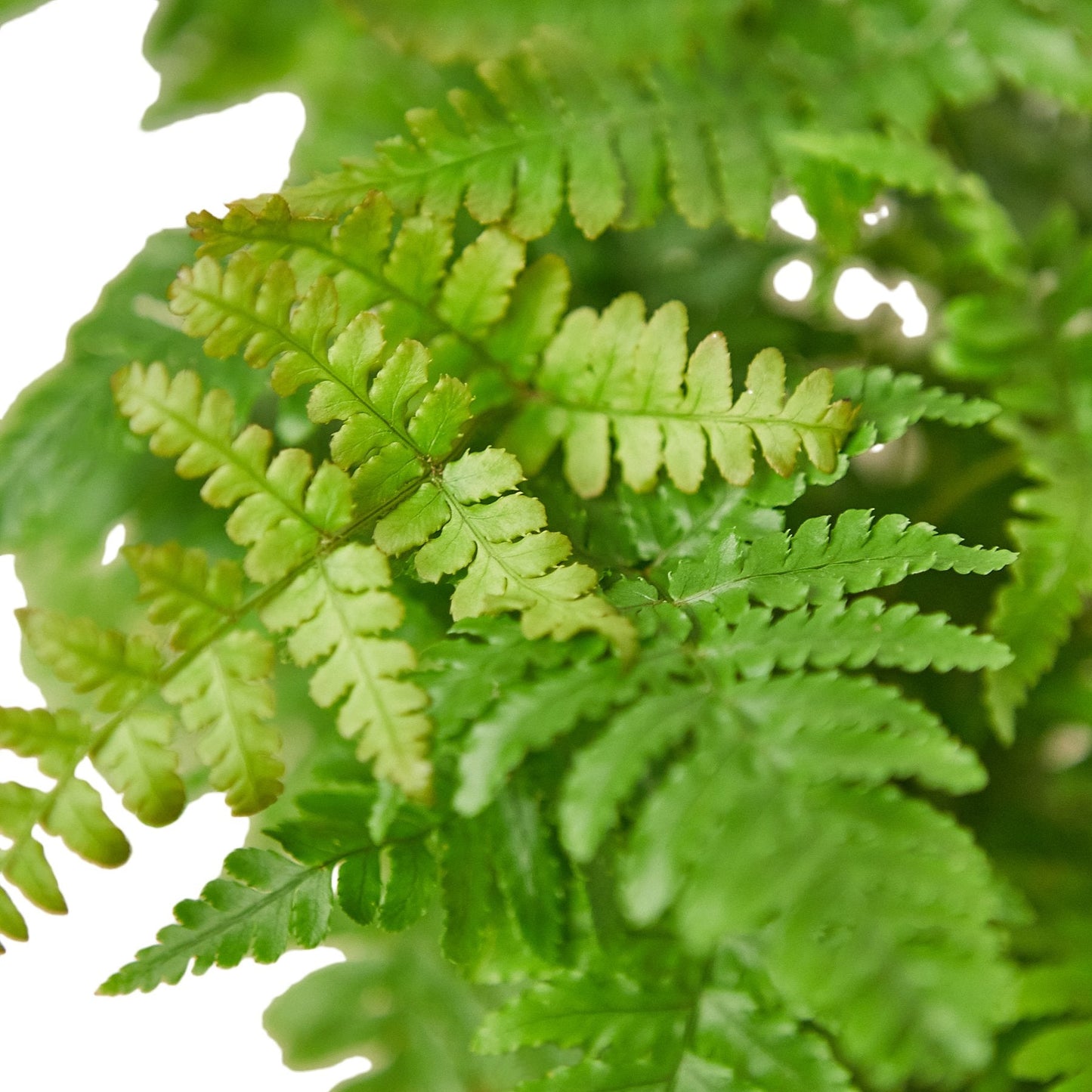 Dryopteris erythrosora | Autumn Fern