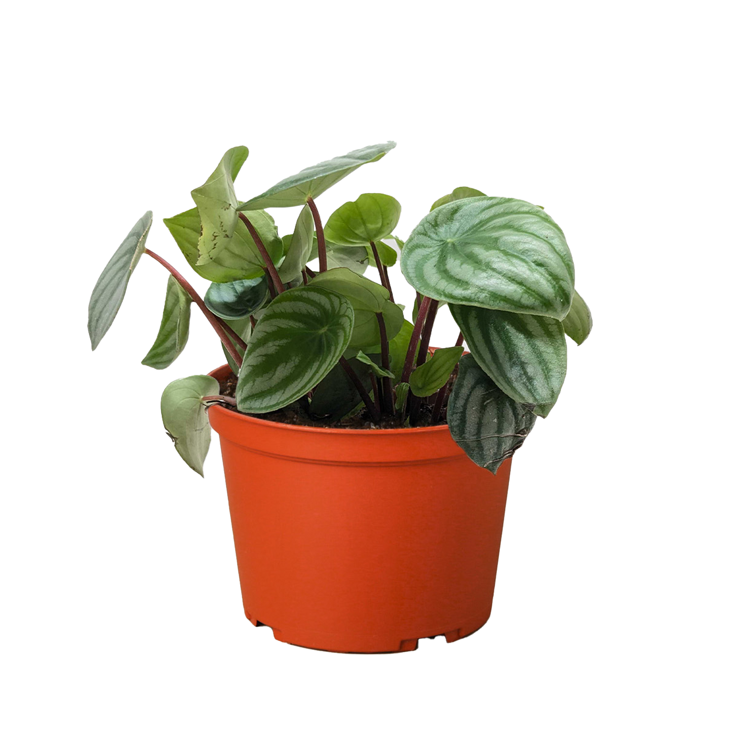 Peperomia argyreia | Watermelon Peperomia