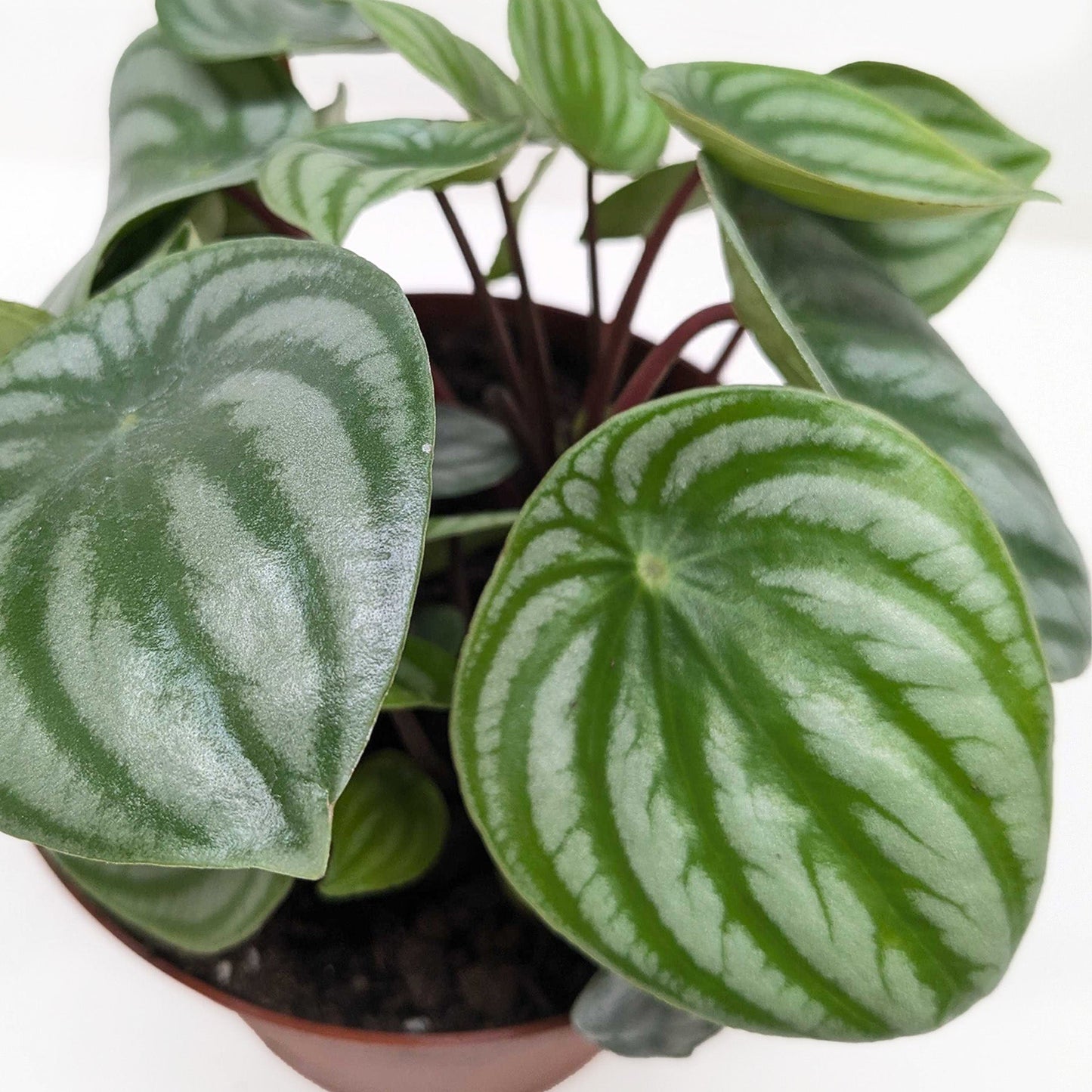Peperomia argyreia | Watermelon Peperomia