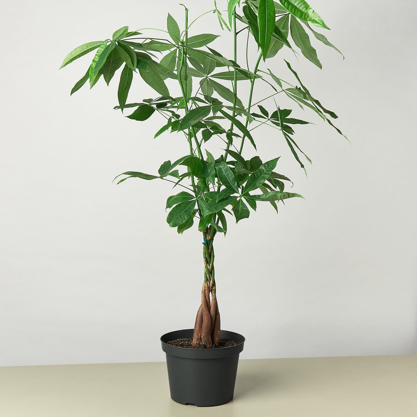 Pachira aquatica | Money Tree 'Guiana Chestnut'