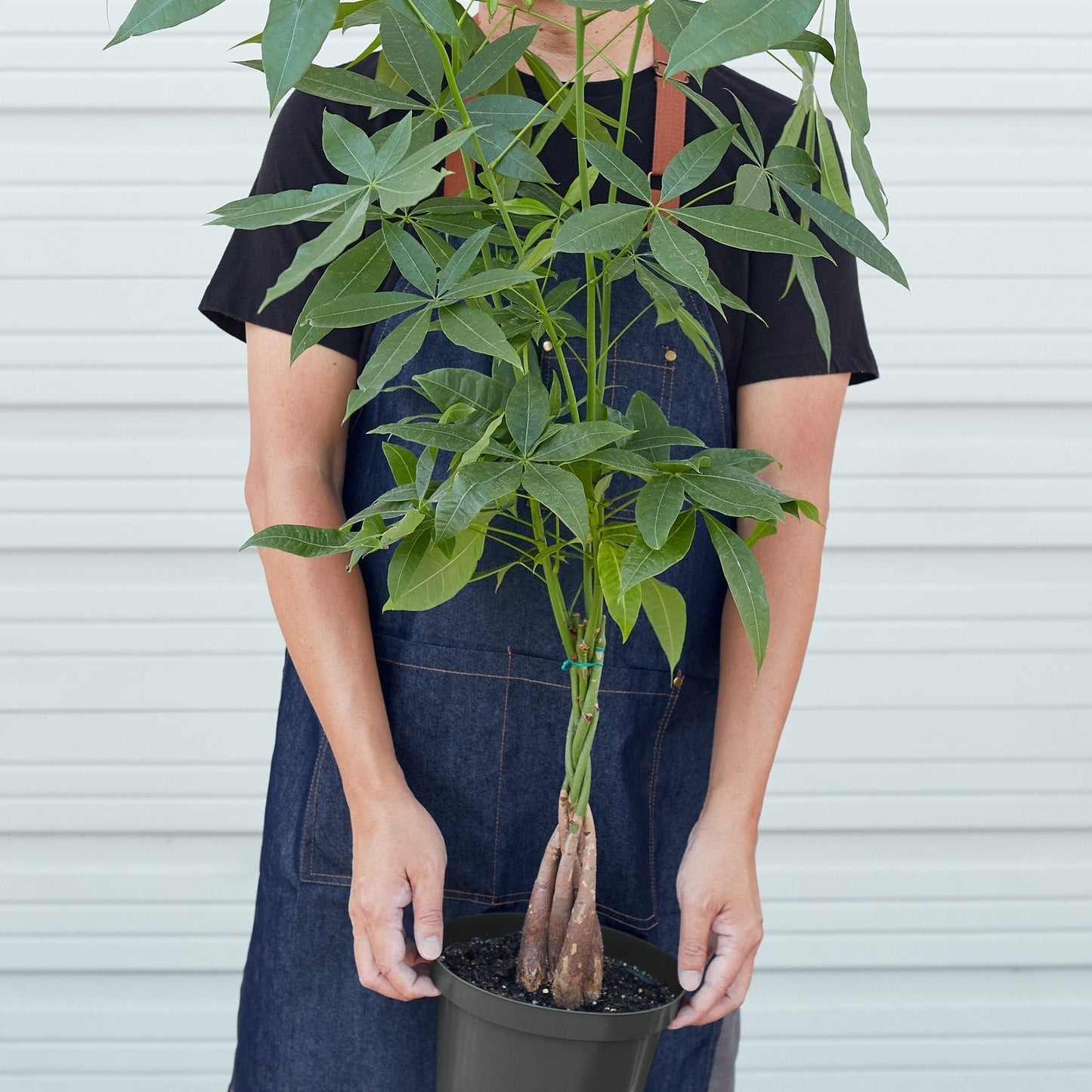 Pachira aquatica | Money Tree 'Guiana Chestnut'
