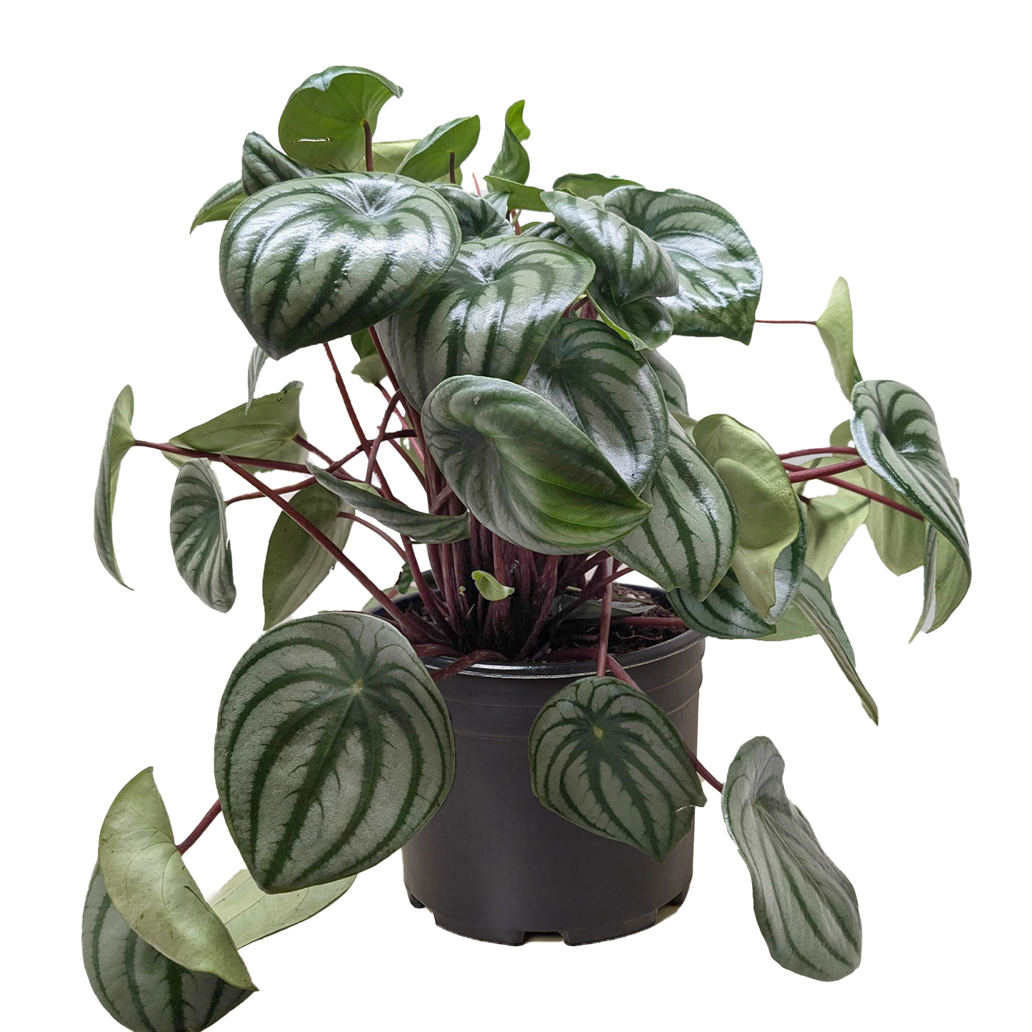 Peperomia argyreia | Watermelon Peperomia