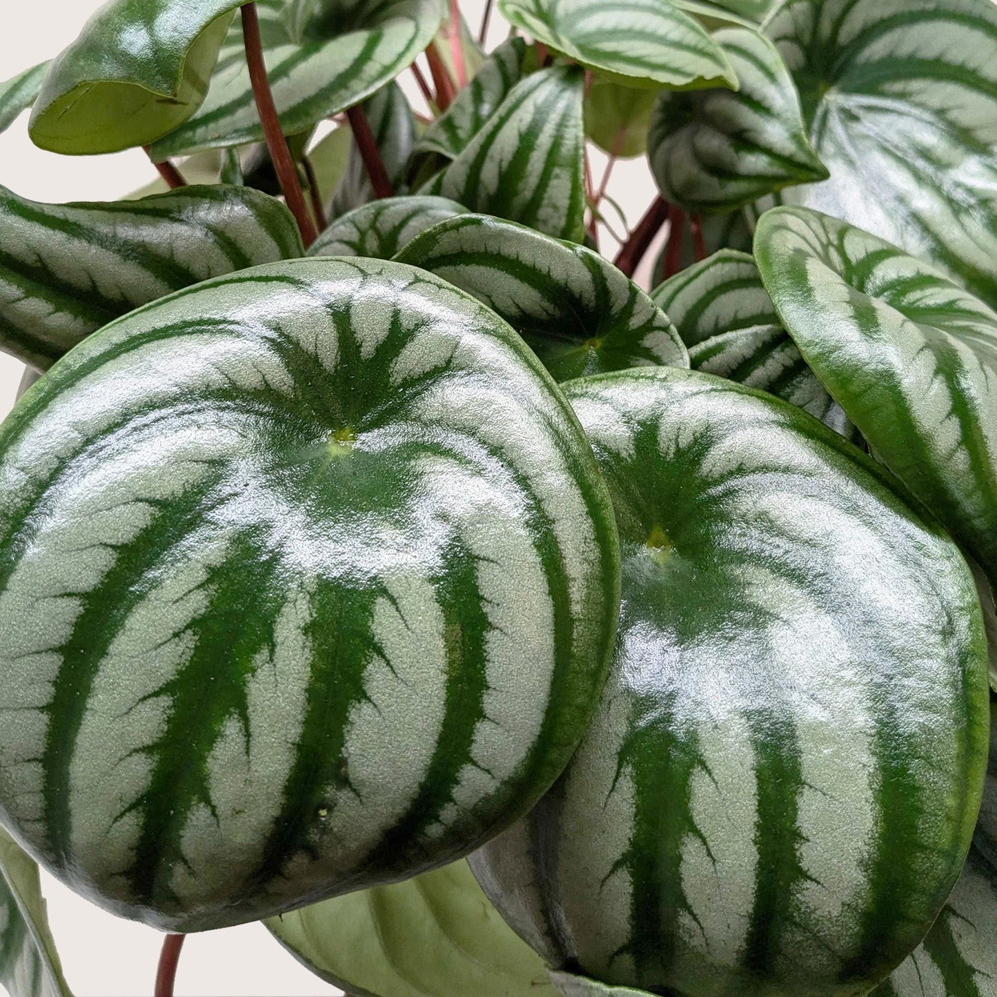 Peperomia argyreia | Watermelon Peperomia