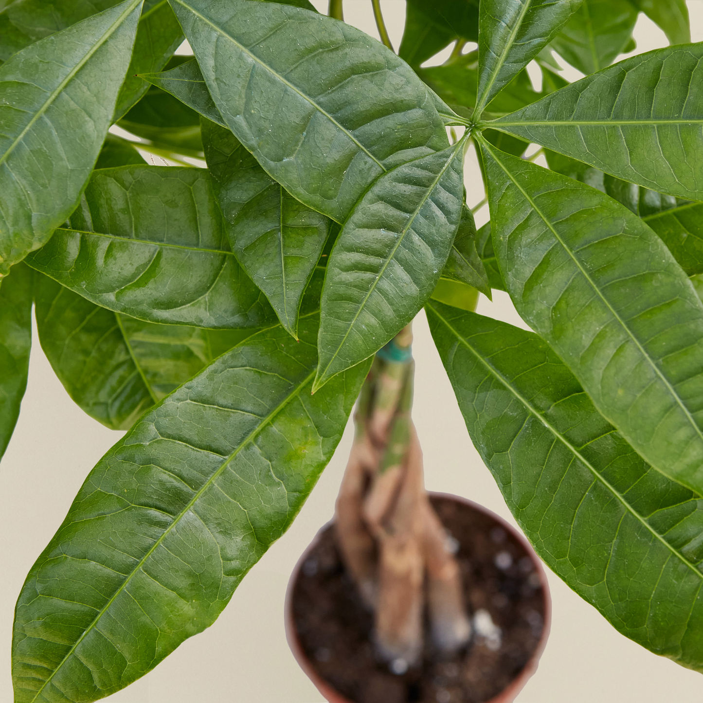 Pachira aquatica | Money Tree 'Guiana Chestnut'