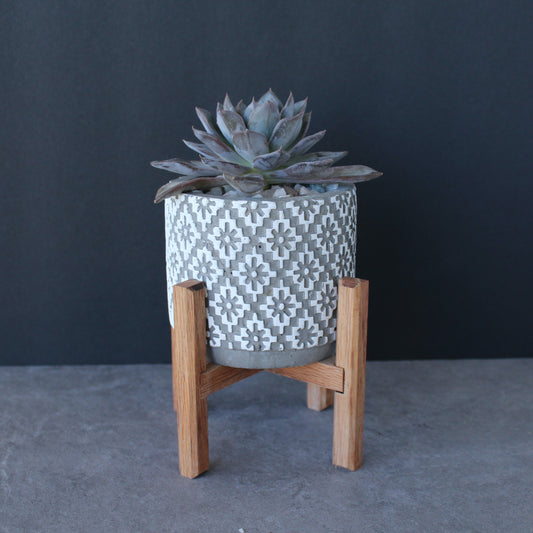 Succulent plant in a patterned pot on a wooden stand against a dark background