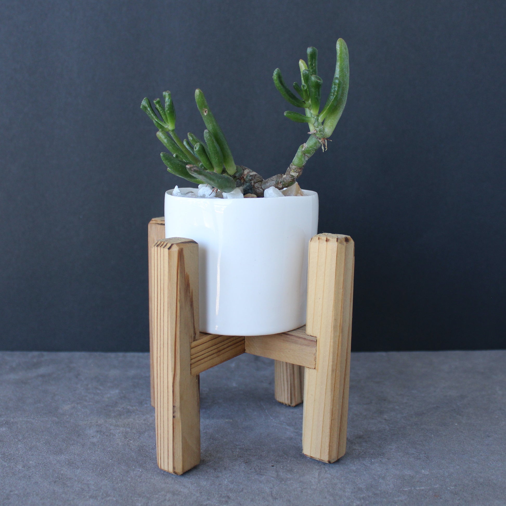 White planter with green succulent on a wooden stand against a dark background