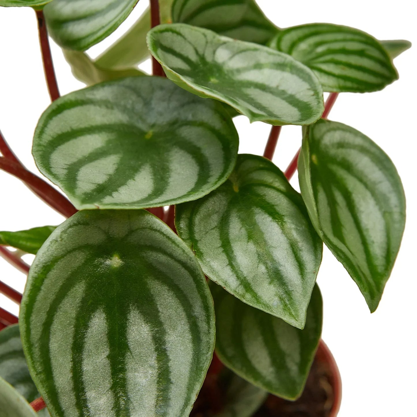 Peperomia argyreia | Watermelon Peperomia
