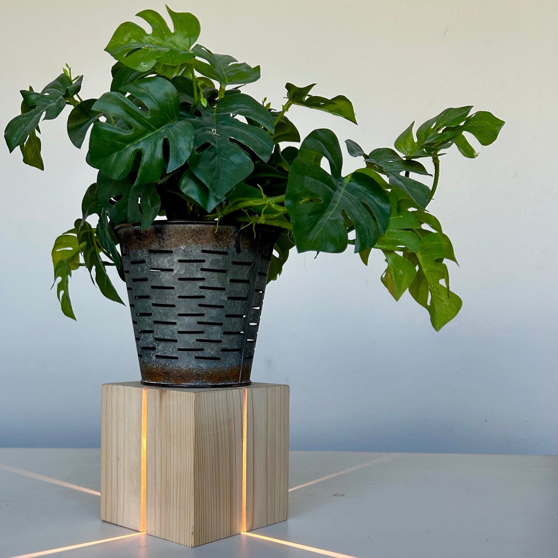 A lifestyle shot of 'The Salk' vertical slit cube light in natural cedar, functioning as a glowing plant pedestal. The handcrafted wood cube is illuminated, casting sharp architectural beams of light across a white surface. Resting on top is a rustic, weathered galvanized metal pot containing a lush, green Monstera deliciosa plant with large fenestrated leaves, creating a striking contrast between modern geometric lighting and organic nature.